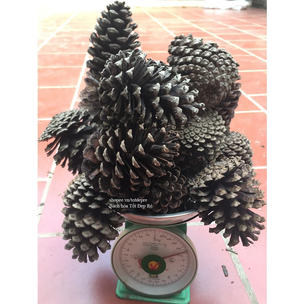 Quả thông tự nhiên trang trí cây Giáng sinh