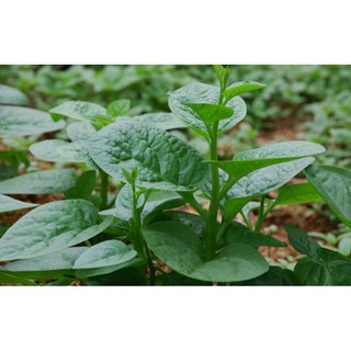 Combo 5 bầu cây Mồng Tơi Xanh xanh tốt