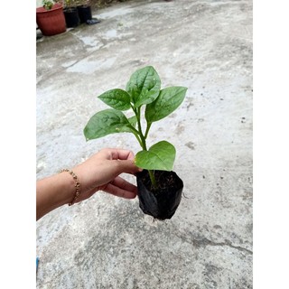 Combo 5 bầu cây Mồng Tơi Xanh xanh tốt