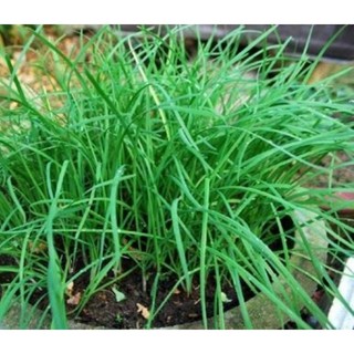 Chậu cây Hẹ giống xanh tốt , hẹ nhỏ, thơm