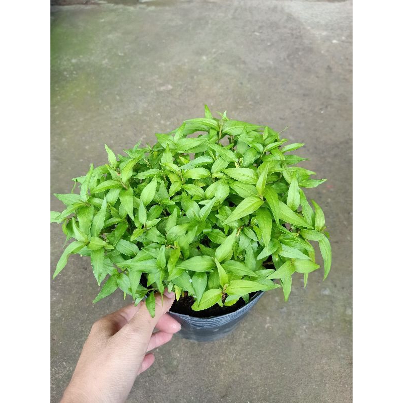 Chậu cây Rau Răm xanh tốt | Shopee Việt Nam