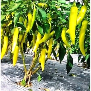 Bầu cây Ớt Sừng Vàng, cây con, mua 5 tặng 1