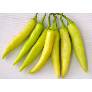 Bầu cây Ớt Sừng Vàng, cây con, mua 5 tặng 1