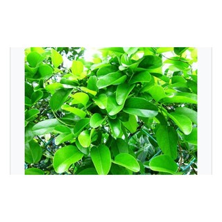 Bầu dây Lá Sâm xanh tốt như hình
