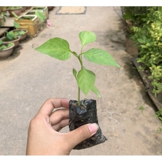 Bầu cây Ớt Chuông , cây con, mua 5 tặng 1