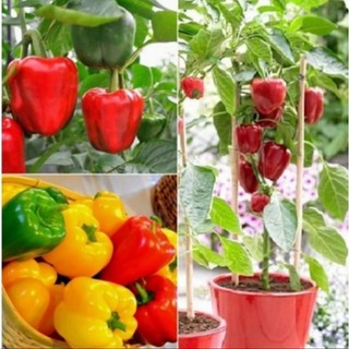 Bầu cây Ớt Chuông , cây con, mua 5 tặng 1