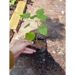 2 Bầu dây Nhãn Lồng (Lạc Tiên)xanh tốt
