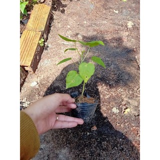 2 Bầu dây Nhãn Lồng (Lạc Tiên)xanh tốt