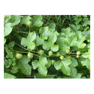 2 Bầu dây Nhãn Lồng (Lạc Tiên)xanh tốt