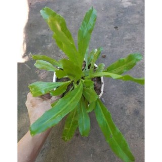 Bầu cây Rau Ngò Gai (rau mùi tàu)xanh tốt
