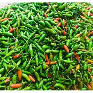 Bầu cây Ớt Hiểm ( Ớt xiêm canh), cây con,mua 5 tặng 1