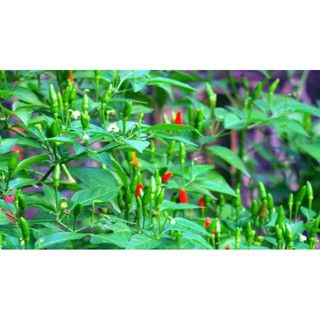 Bầu cây Ớt Hiểm ( Ớt xiêm canh), cây con,mua 5 tặng 1