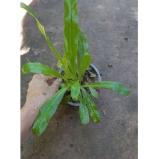 Bầu cây Rau Ngò Gai (rau mùi tàu)xanh tốt