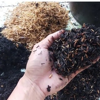 Vỏ trấu khô, trấu sống/ Trấu hun nguyên cánh (biochar) than sinh học: giá thể sạch không tạp chất.