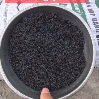 Vỏ trấu khô, trấu sống/ Trấu hun nguyên cánh (biochar) than sinh học: giá thể sạch không tạp chất.