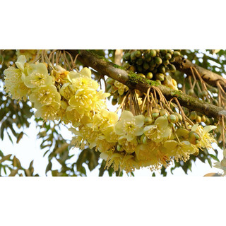 Phân Bón Supe Lân LÂM THAO cây phát triển bộ rễ, Nhiều mầm hoa, đẻ nhánh phân cành - Gói 500gr, 1kg
