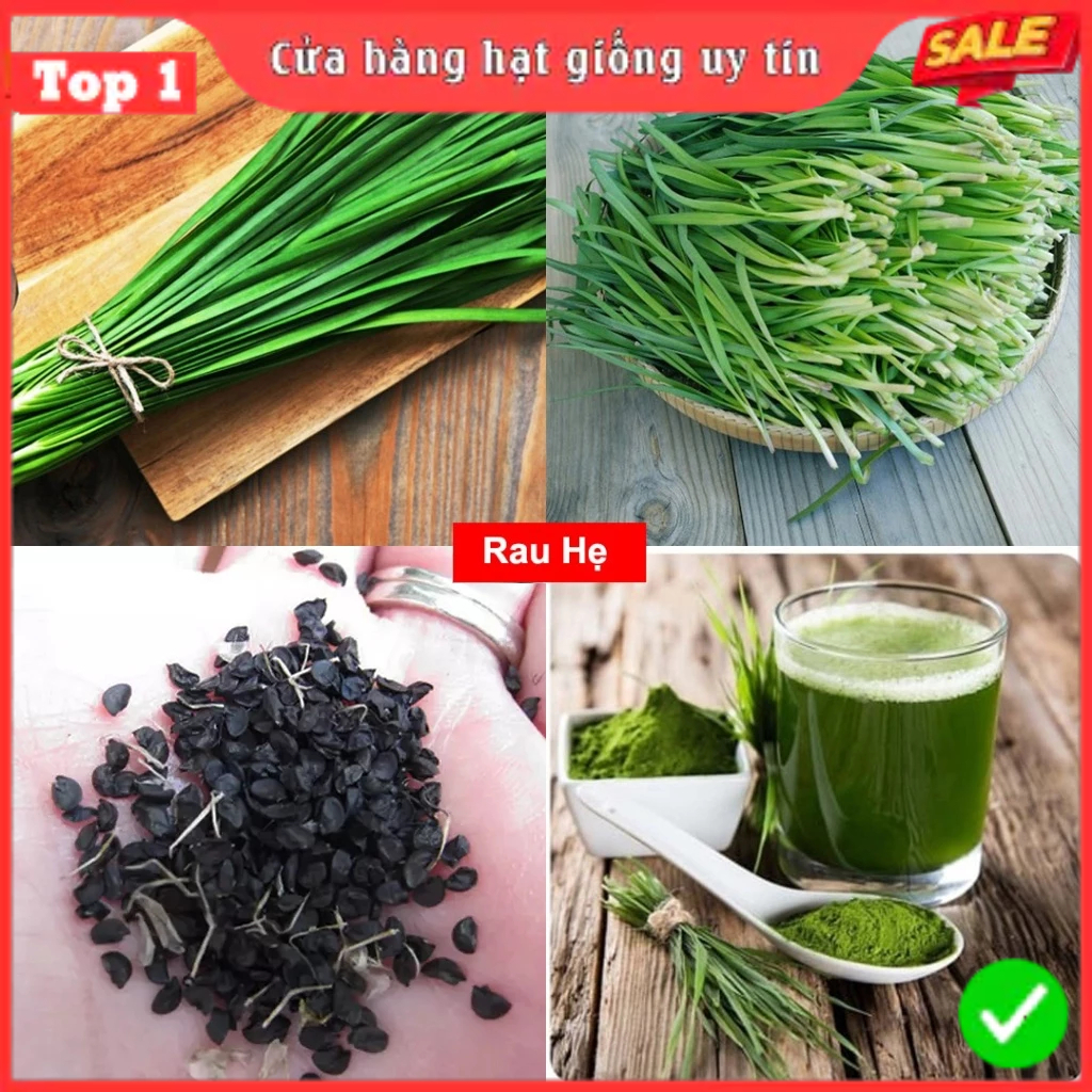 Hạt Giống Rau Thơm, Rau Gia Vị & Rau Củ Quả - Dễ Trồng Ăn Quanh Năm, Nảy Mầm Nhanh, Chuẩn Chất Lượng | BigBuy360 - bigbuy360.vn