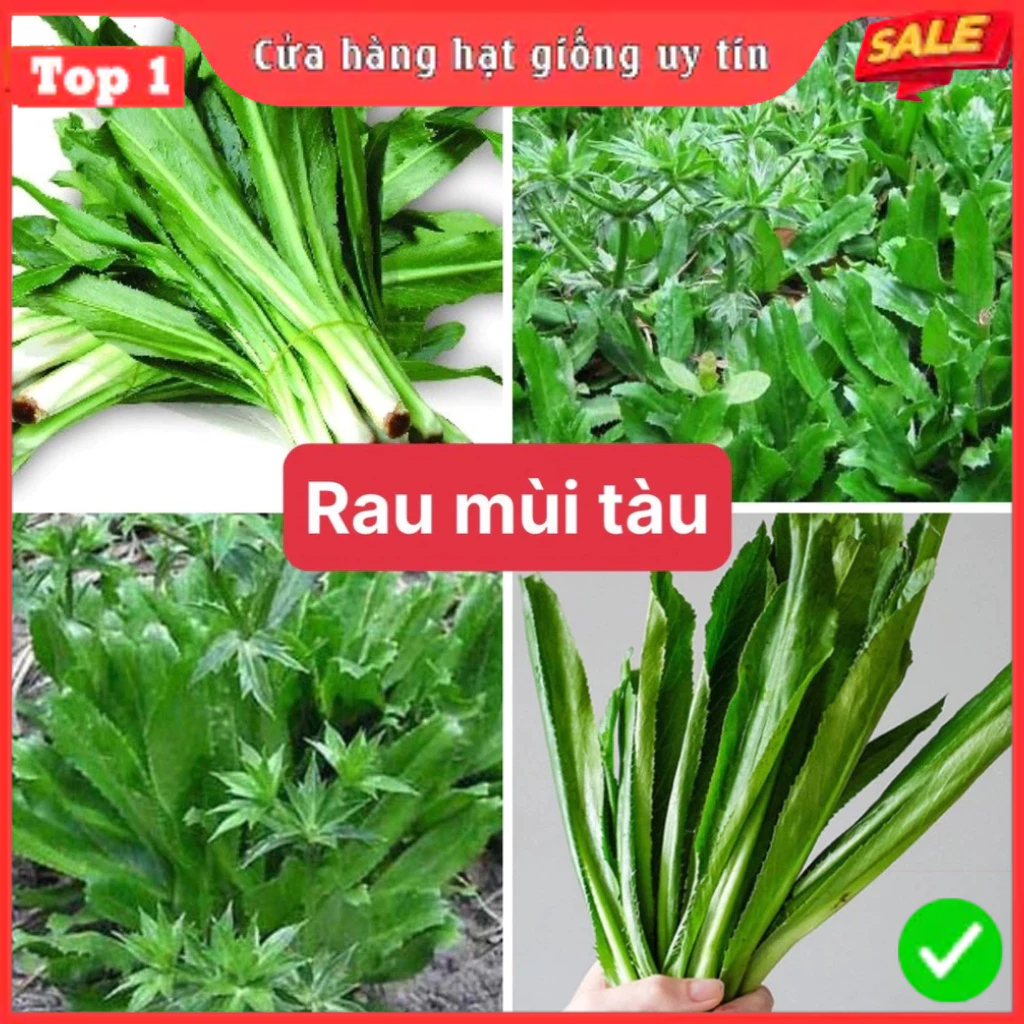 Hạt Giống Rau Thơm, Rau Gia Vị & Rau Củ Quả - Dễ Trồng Ăn Quanh Năm, Nảy Mầm Nhanh, Chuẩn Chất Lượng | BigBuy360 - bigbuy360.vn