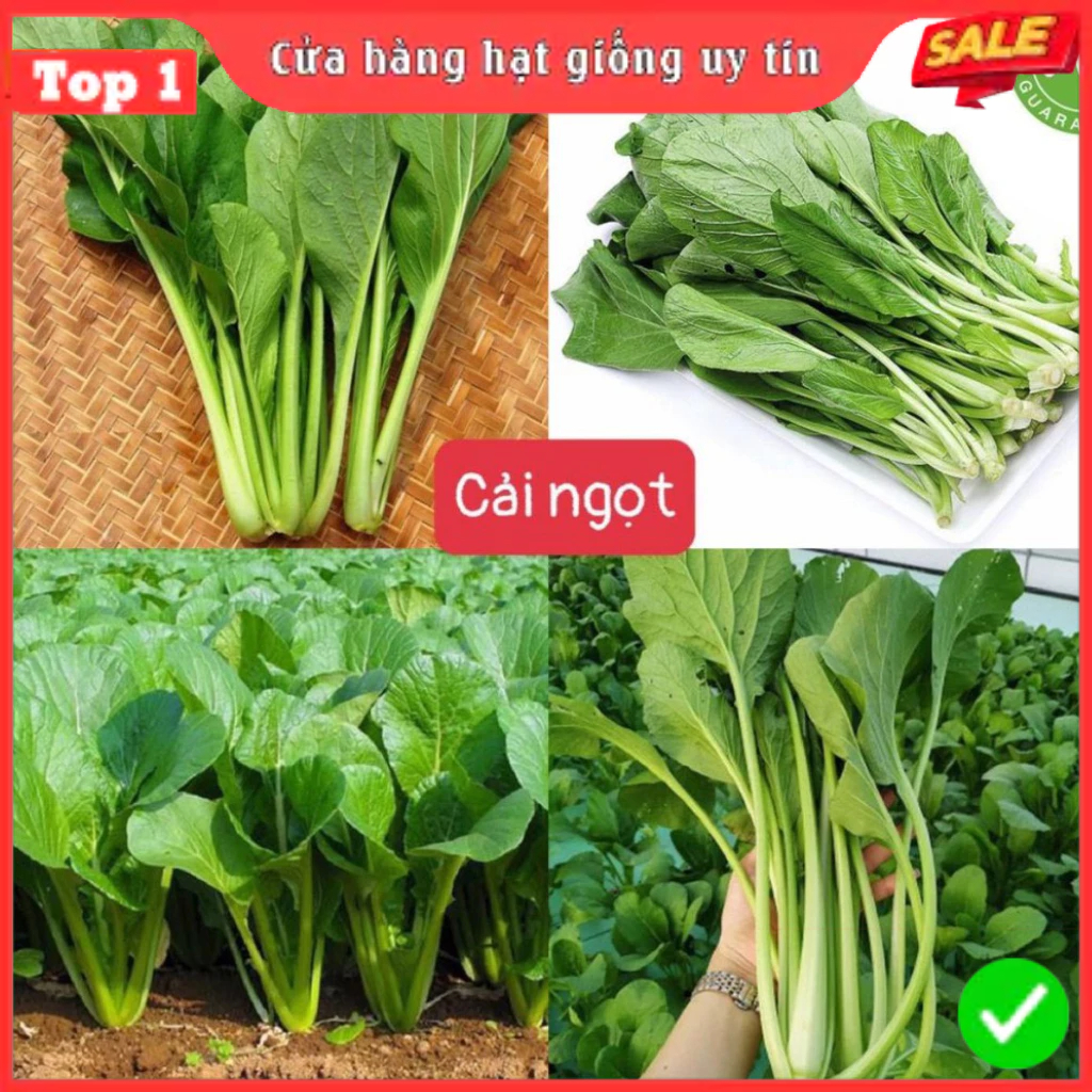 Hạt Giống Rau Thơm, Rau Gia Vị & Rau Củ Quả - Dễ Trồng Ăn Quanh Năm, Nảy Mầm Nhanh, Chuẩn Chất Lượng | BigBuy360 - bigbuy360.vn