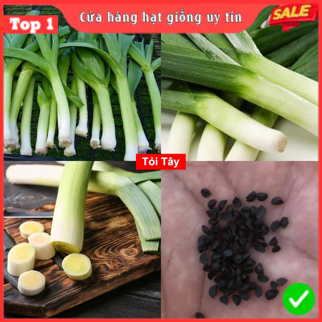 Hạt Giống Rau Thơm, Rau Gia Vị & Rau Củ Quả - Dễ Trồng Ăn Quanh Năm, Nảy Mầm Nhanh, Chuẩn Chất Lượng | BigBuy360 - bigbuy360.vn
