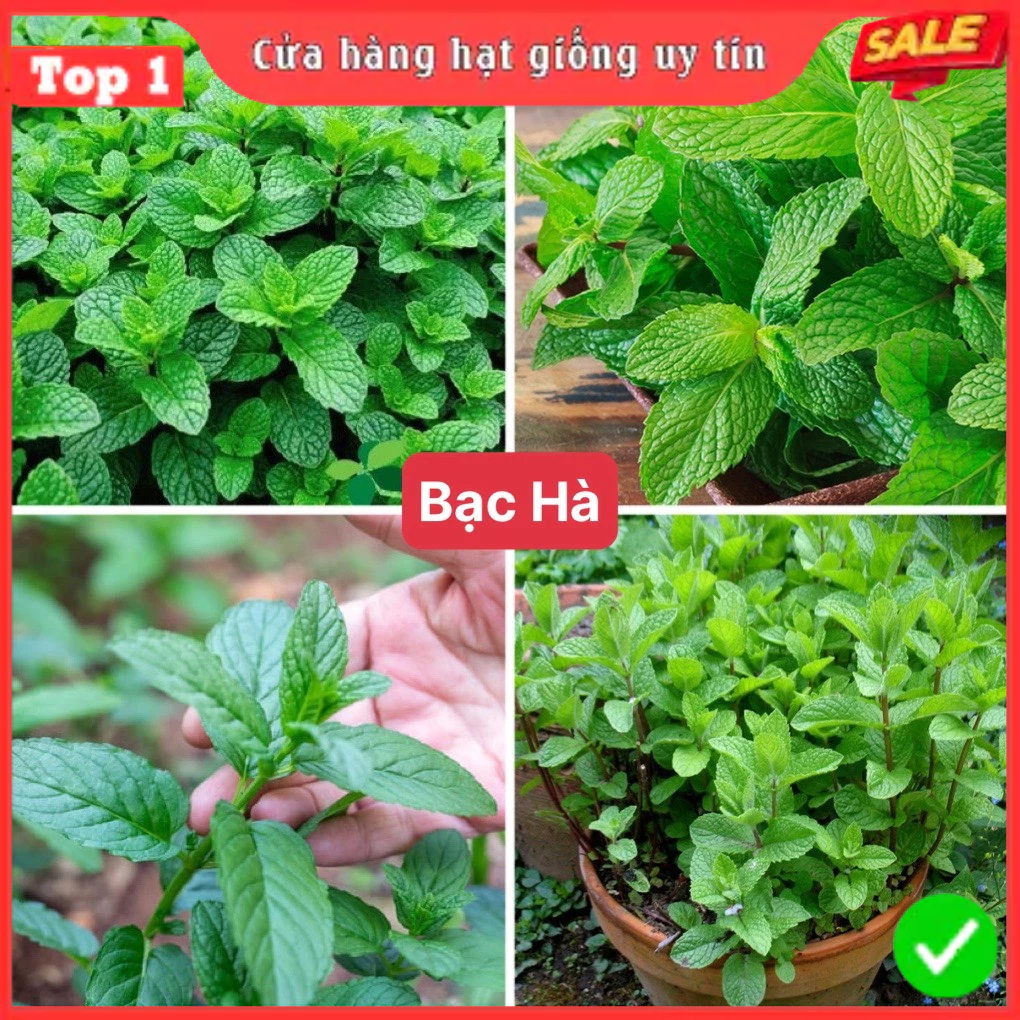Hạt Giống Rau Thơm, Rau Gia Vị & Rau Củ Quả - Dễ Trồng Ăn Quanh Năm, Nảy Mầm Nhanh, Chuẩn Chất Lượng | BigBuy360 - bigbuy360.vn