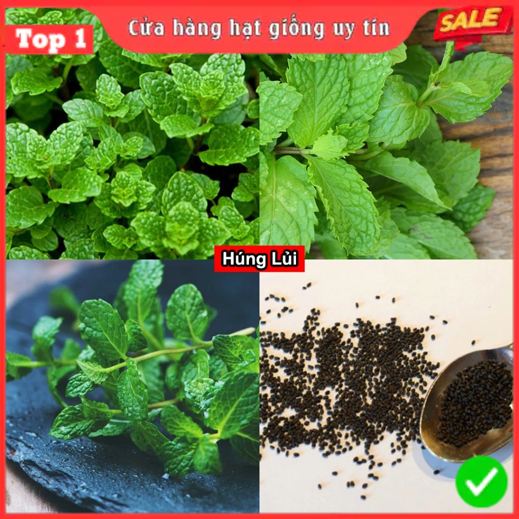 Hạt Giống Rau Thơm, Rau Gia Vị & Rau Củ Quả - Dễ Trồng Ăn Quanh Năm, Nảy Mầm Nhanh, Chuẩn Chất Lượng | BigBuy360 - bigbuy360.vn