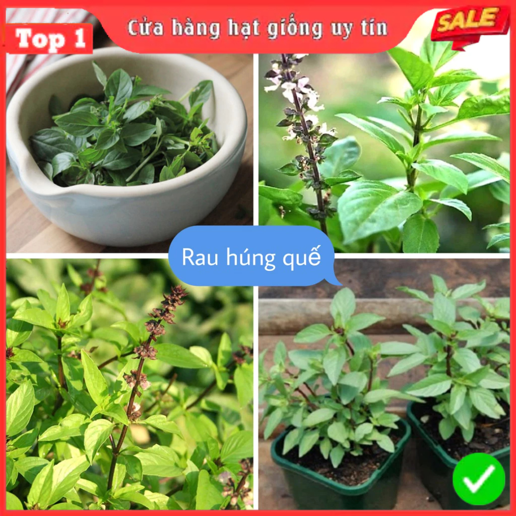 Hạt Giống Rau Thơm, Rau Gia Vị & Rau Củ Quả - Dễ Trồng Ăn Quanh Năm, Nảy Mầm Nhanh, Chuẩn Chất Lượng | BigBuy360 - bigbuy360.vn