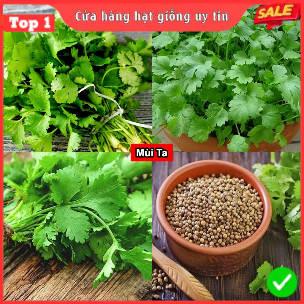 Hạt Giống Rau Thơm, Rau Gia Vị & Rau Củ Quả - Dễ Trồng Ăn Quanh Năm, Nảy Mầm Nhanh, Chuẩn Chất Lượng | BigBuy360 - bigbuy360.vn