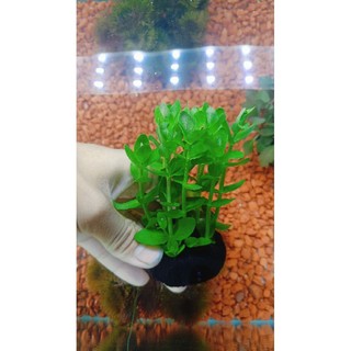 Cây lệ nhi gắn sẵn vào viên giá thể thủy sinh