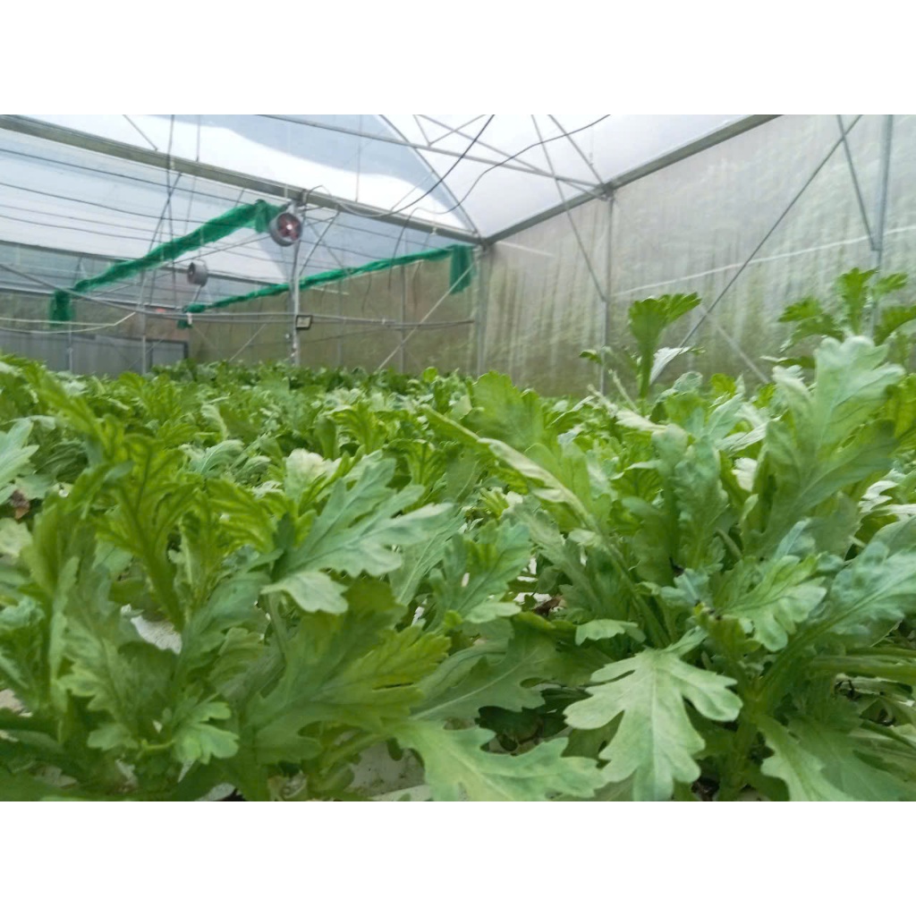 dinh dưỡng trồng rau thủy canh, khí canh cho cây ăn lá và ăn quả (10 lít)