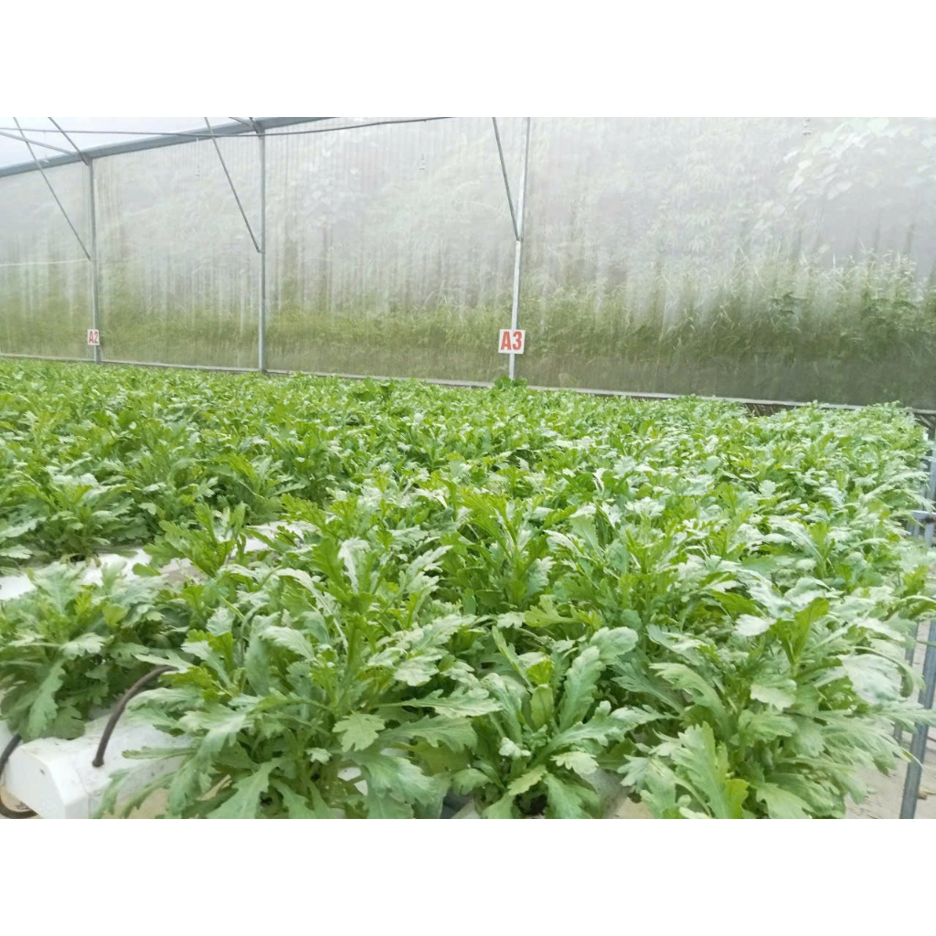 dinh dưỡng trồng rau thủy canh, khí canh cho cây ăn lá và ăn quả (10 lít)