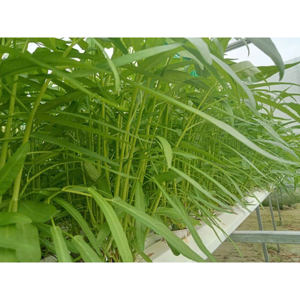 dinh dưỡng trồng rau thủy canh, khí canh cho cây ăn lá và ăn quả (10 lít)