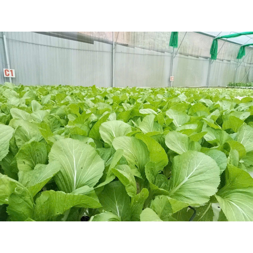 dinh dưỡng khí canh, thủy canh cho cây ăn lá và ăn quả (2 lít)