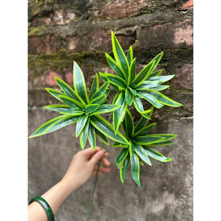 thuỷ trúc cành cao 60cm
