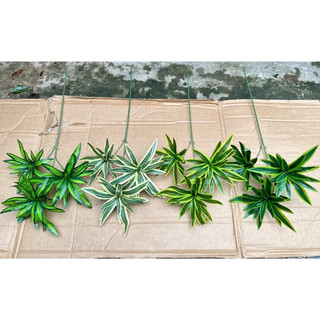 thuỷ trúc cành cao 60cm