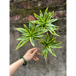 thuỷ trúc cành cao 60cm