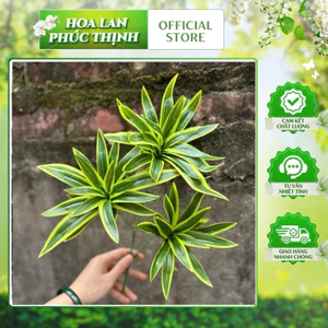 thuỷ trúc cành cao 60cm