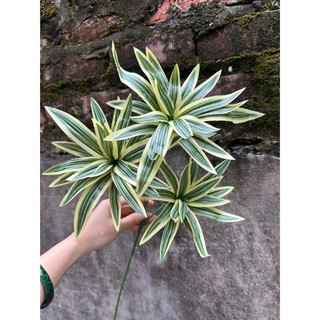 thuỷ trúc cành cao 60cm