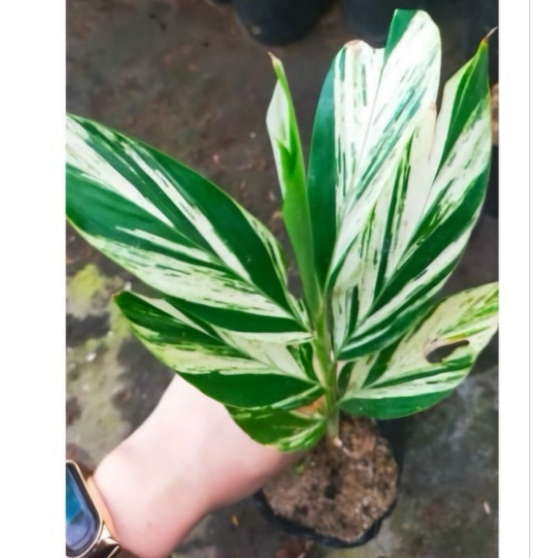 Cây Riềng Var | Shopee Việt Nam