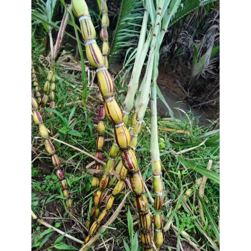 vn 11134207 7ras8 m3suar275tj03d