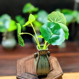 Bình sứ lá xanh mini - trưng bài màu sắc nét