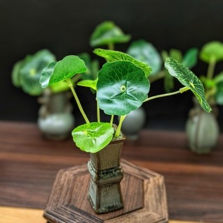 Bình sứ lá xanh mini - trưng bài màu sắc nét