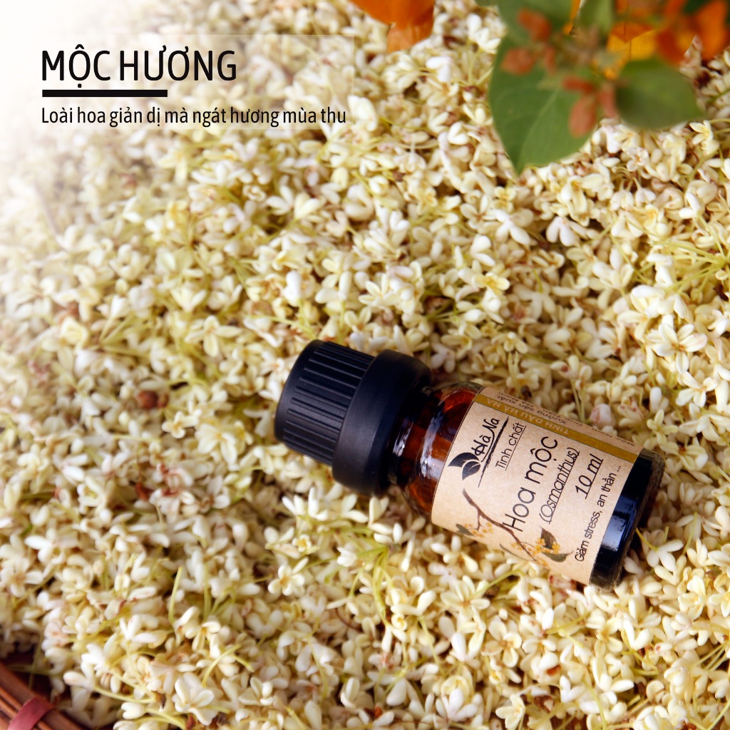 🔥 Tinh Dầu Hoa Mộc Nguyên Chất 100% - Thơm Lâu, Thư Giãn, Giúp Ngủ Ngon, Dưỡng Tóc, Xông Phòng