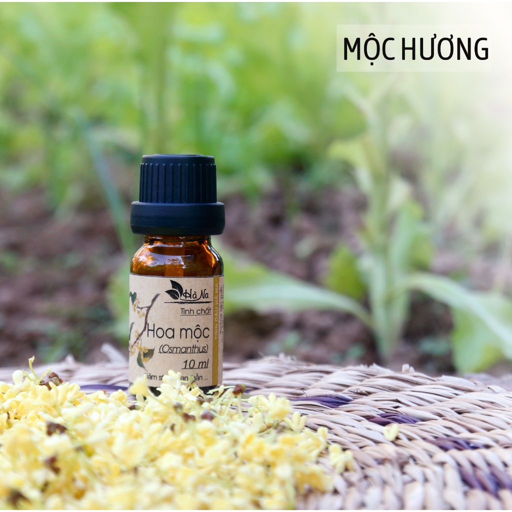 🔥 Tinh Dầu Hoa Mộc Nguyên Chất 100% - Thơm Lâu, Thư Giãn, Giúp Ngủ Ngon, Dưỡng Tóc, Xông Phòng