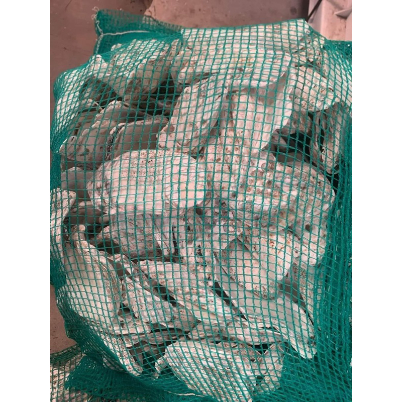 Túi 10kg Vỏ Hàu Ion - Cân Bằng PH Cho Hồ Cá