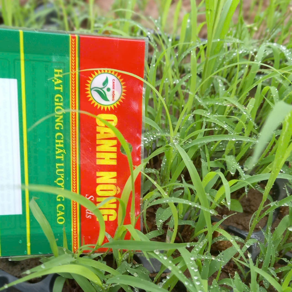 Hạt giống mía Hoàng Kim(1 gói 100h) _ CANH NÔNG - KVT