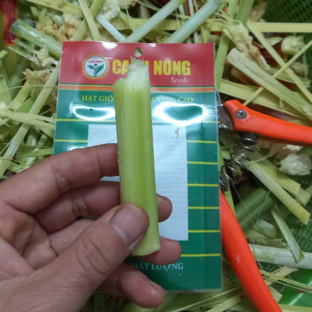 Hạt giống mía Hoàng Kim(1 gói 100h) _ CANH NÔNG - KVT