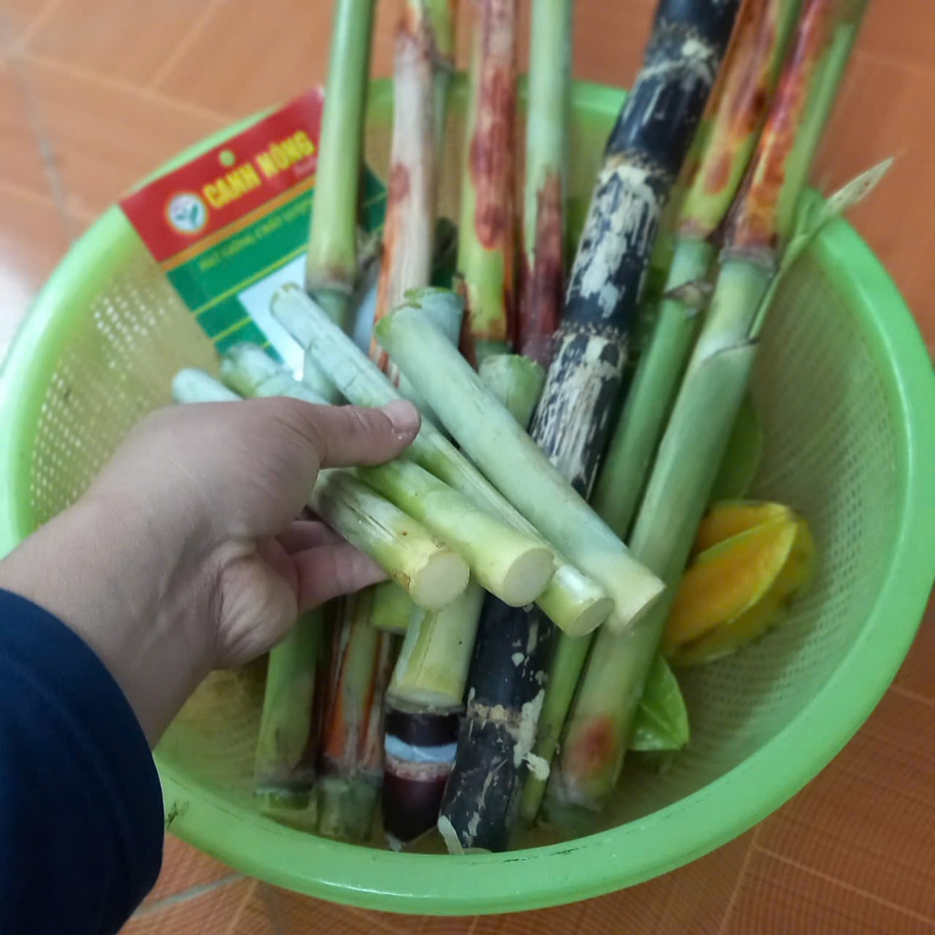 Hạt giống mía Hoàng Kim(1 gói 100h) _ CANH NÔNG - KVT