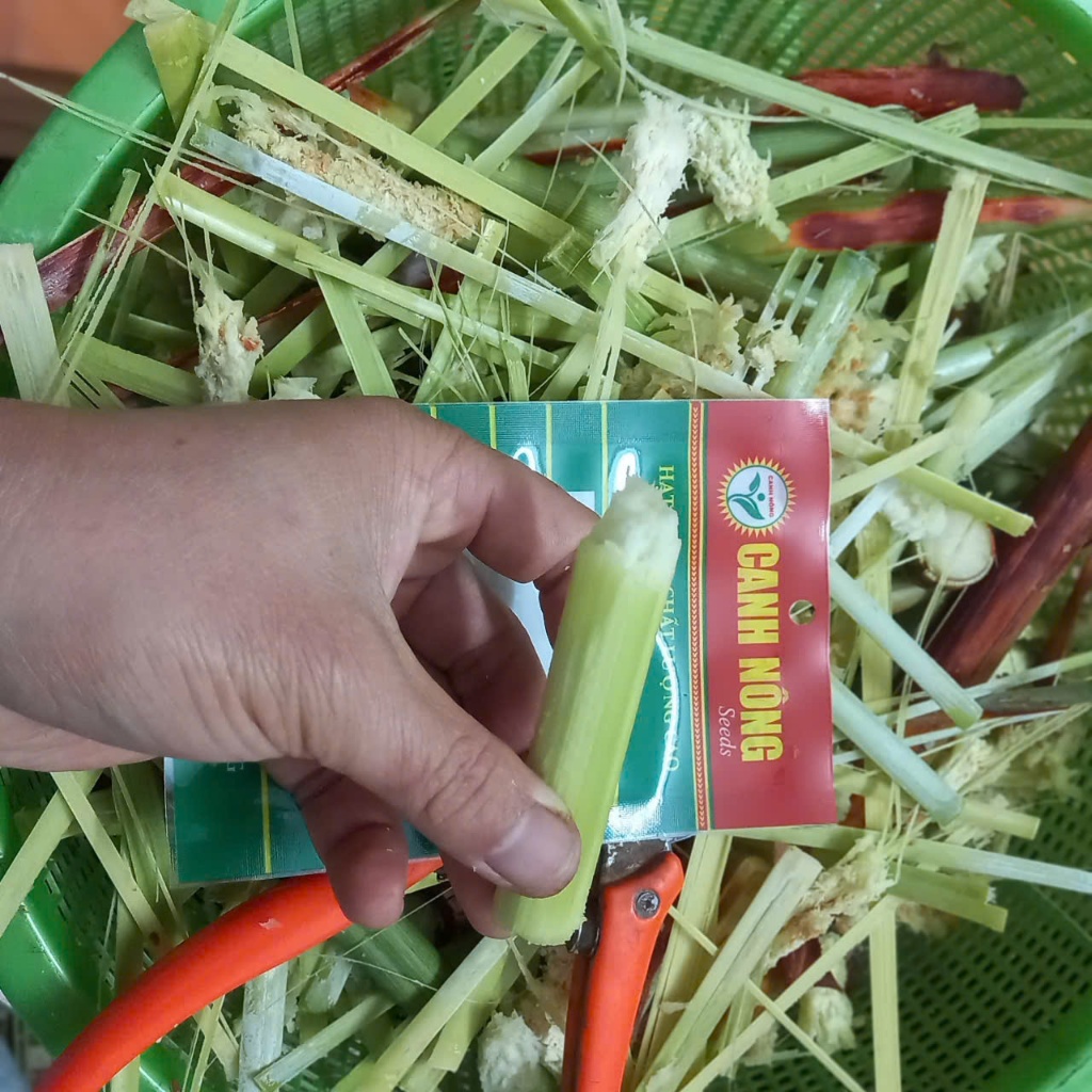 Hạt giống mía Hoàng Kim(1 gói 100h) _ CANH NÔNG - KVT