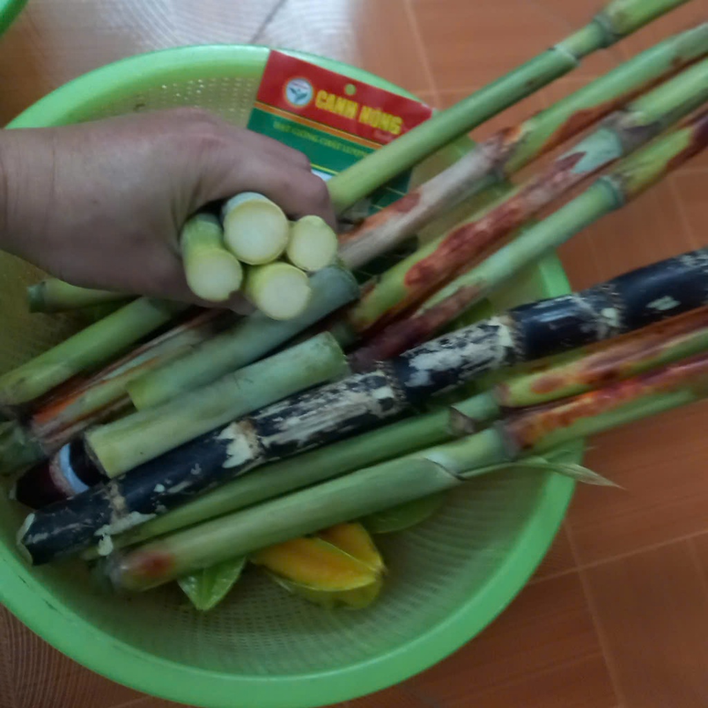 Hạt giống mía Hoàng Kim(1 gói 100h) _ CANH NÔNG - KVT